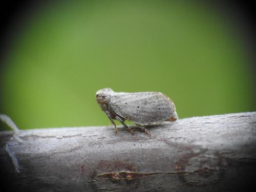Latilica maculipes